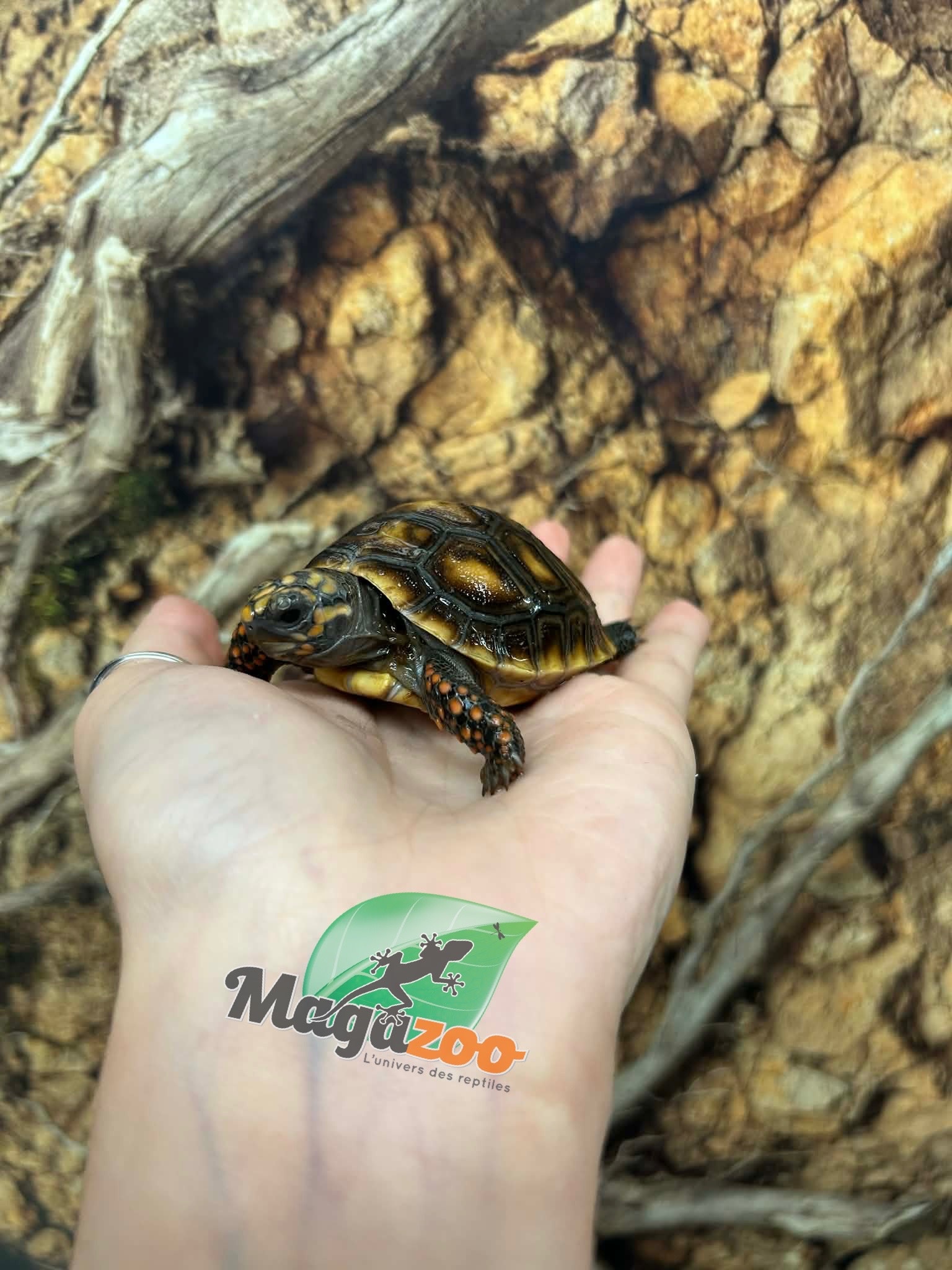 Magazoo Tortue charbonnière ''Cherry head'' (Bébé) #2
