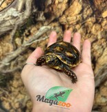Magazoo Baby Cherry head Red-footed Tortoise #2