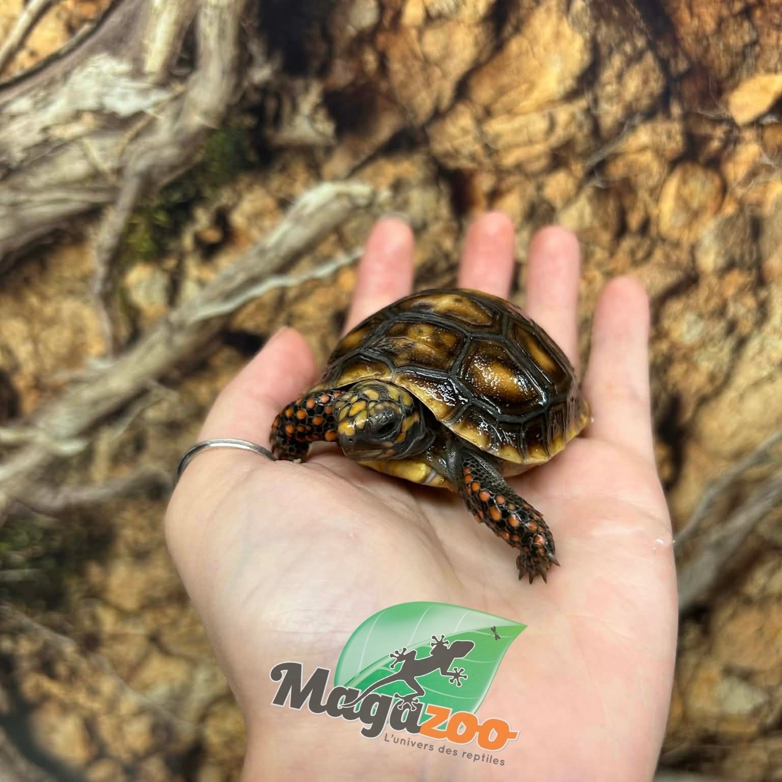 Magazoo Baby Cherry head Red-footed Tortoise #2