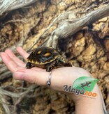 Magazoo Baby Cherry head Red-footed Tortoise #2