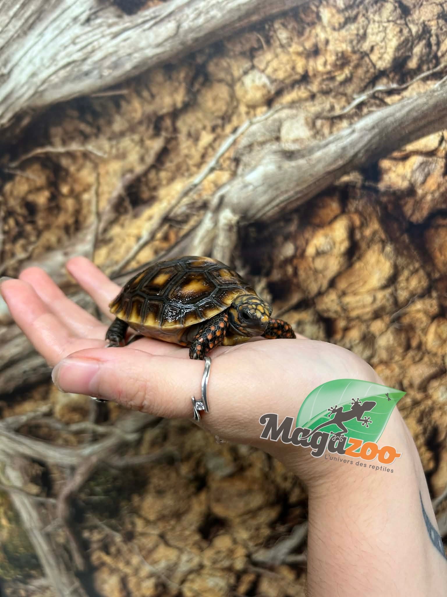 Magazoo Tortue charbonnière ''Cherry head'' (Bébé) #2