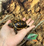 Magazoo Baby Cherry head Red-footed Tortoise #2
