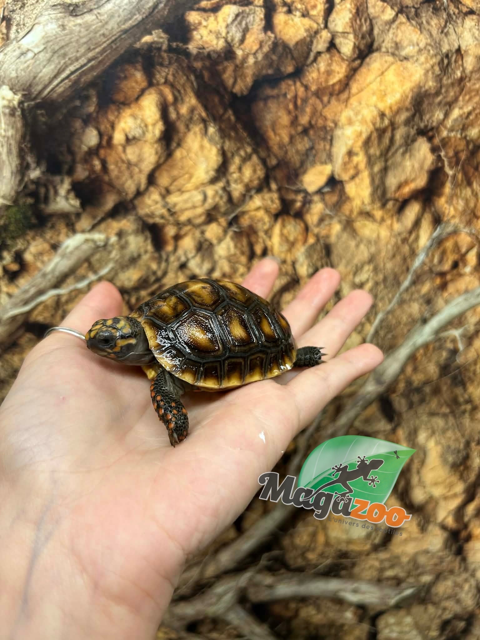 Magazoo Baby Cherry head Red-footed Tortoise #2