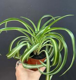 Magazoo Chlorophytum Comosum Variegata 'Curly' Plant | Spider plant