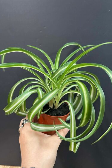 Magazoo Plante Chlorophytum Comosum Variegata 'Curly' | Plante-araignée