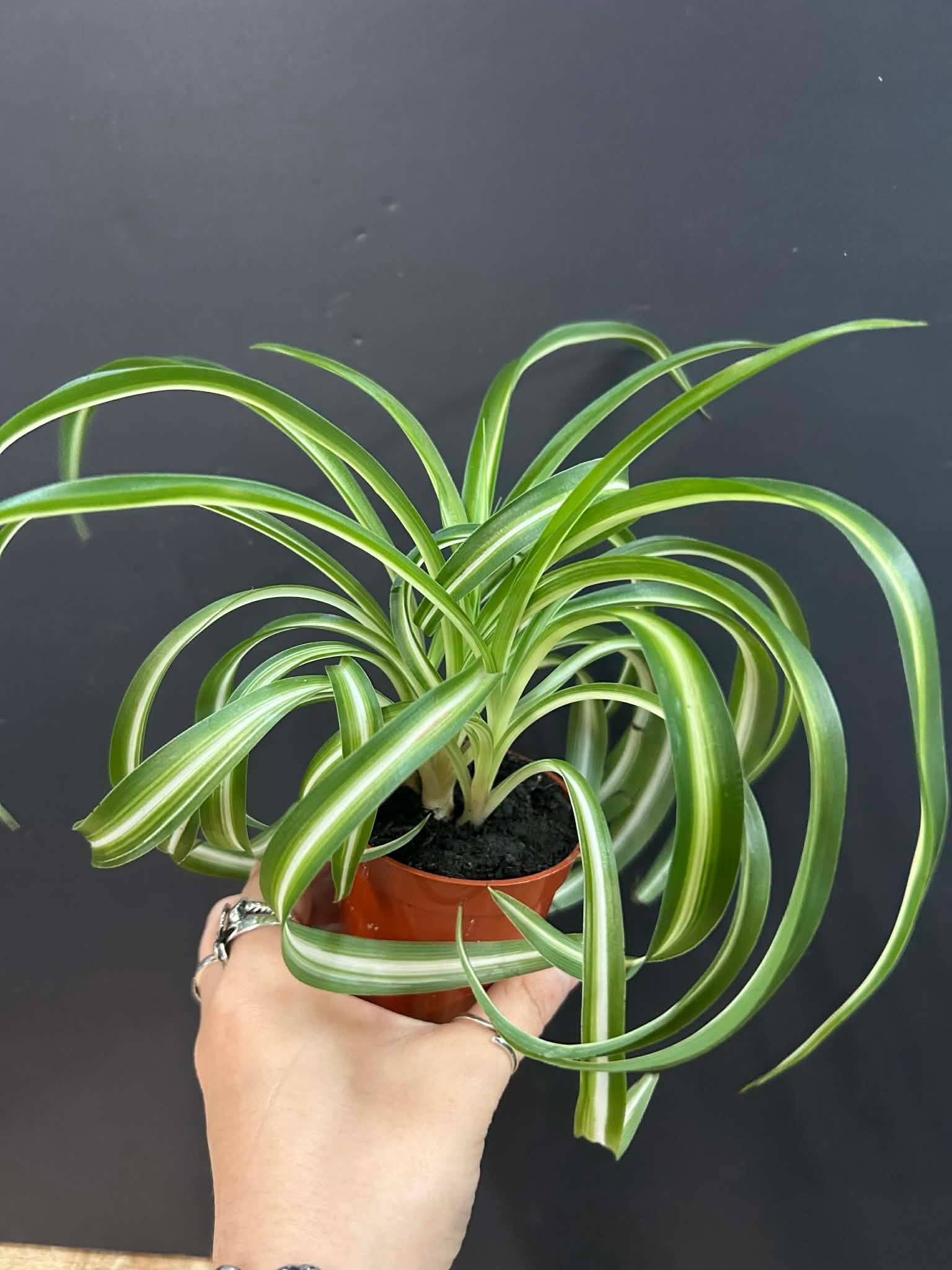 Magazoo Plante Chlorophytum Comosum Variegata 'Curly' | Plante-araignée