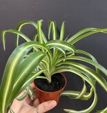 Magazoo Chlorophytum Comosum Variegata 'Curly' Plant | Spider plant