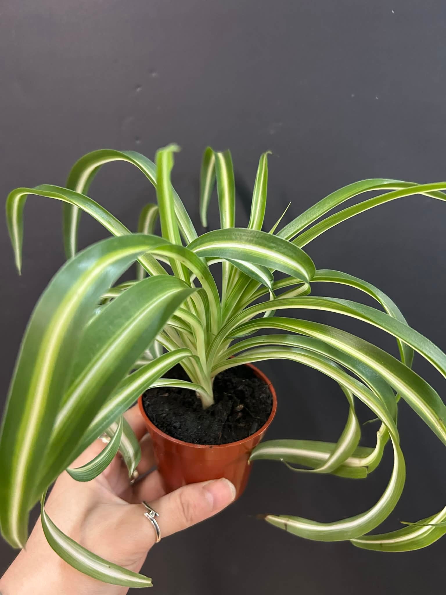 Magazoo Chlorophytum Comosum Variegata 'Curly' Plant | Spider plant
