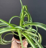 Magazoo Plante Chlorophytum Comosum Variegata 'Curly' | Plante-araignée