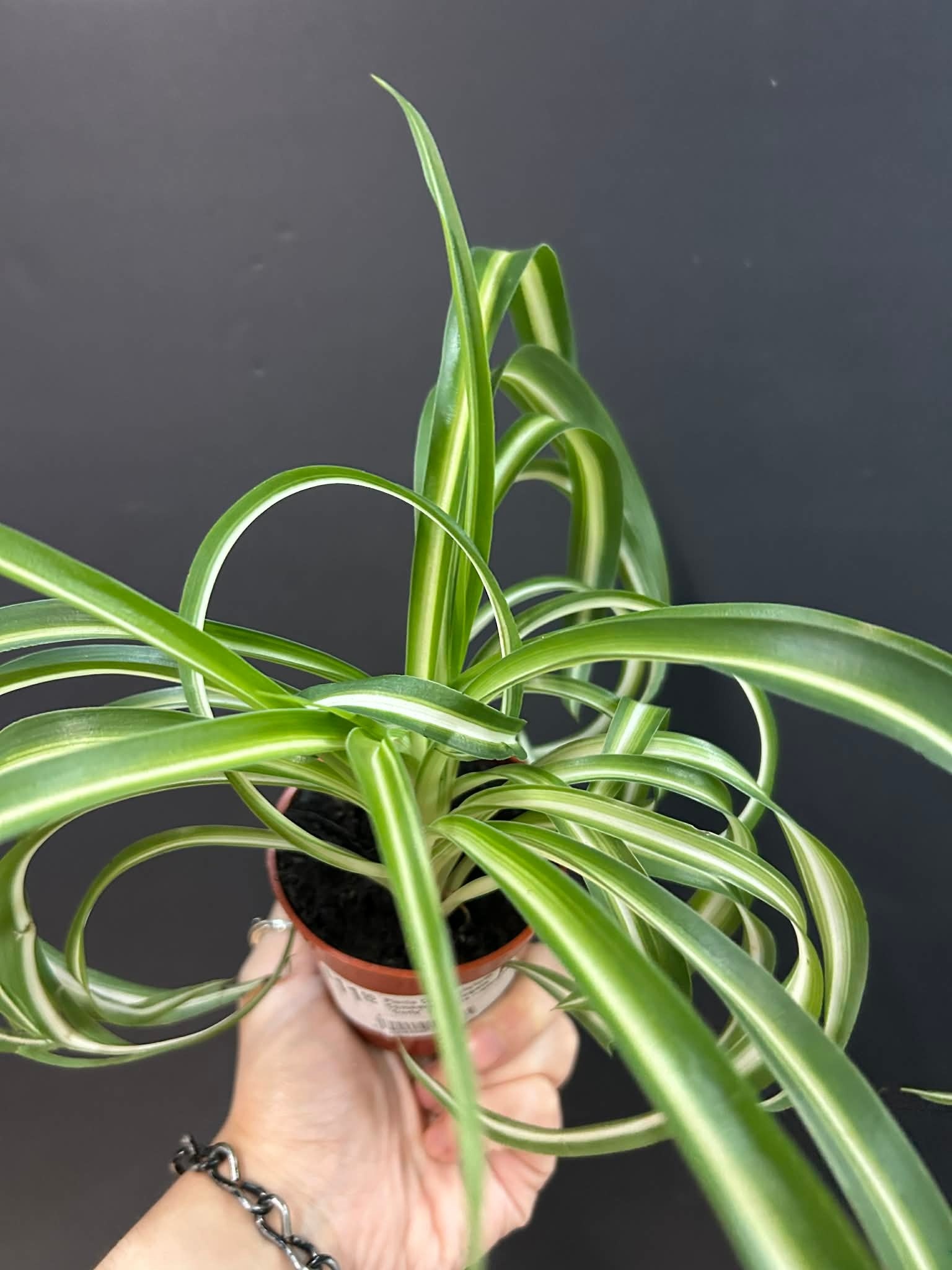 Magazoo Plante Chlorophytum Comosum Variegata 'Curly' | Plante-araignée