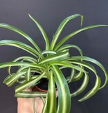 Magazoo Plante Chlorophytum Comosum Variegata 'Curly' | Plante-araignée
