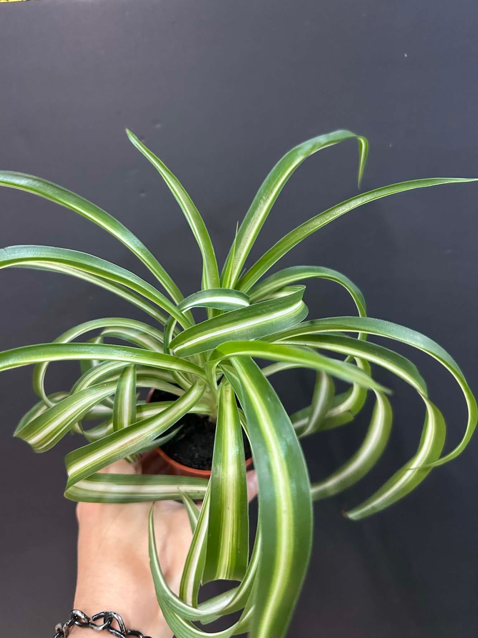 Magazoo Plante Chlorophytum Comosum Variegata 'Curly' | Plante-araignée