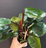 Magazoo Philodendron Erubescens 'White Knight' Plant
