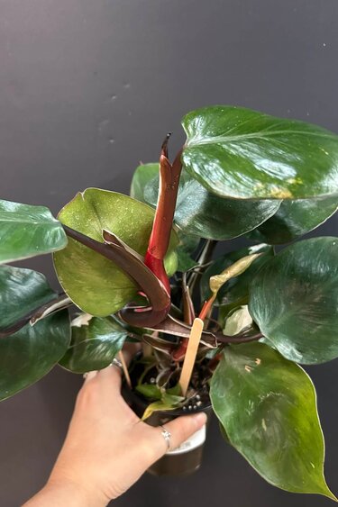 Magazoo Philodendron Erubescens 'White Knight' Plant