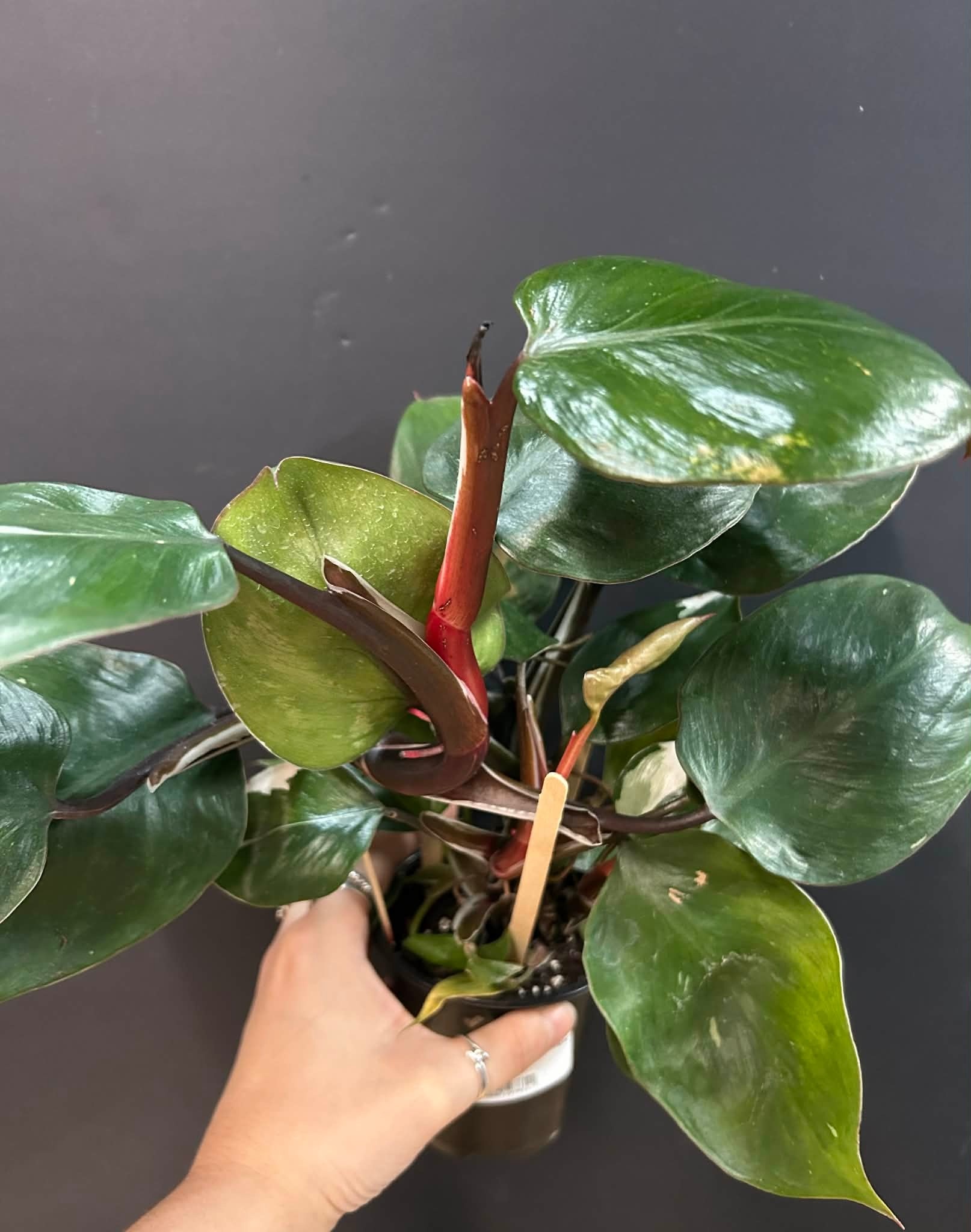 Magazoo Plante Philodendron Erubescens 'White Knight'