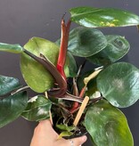 Magazoo Plante Philodendron Erubescens 'White Knight'