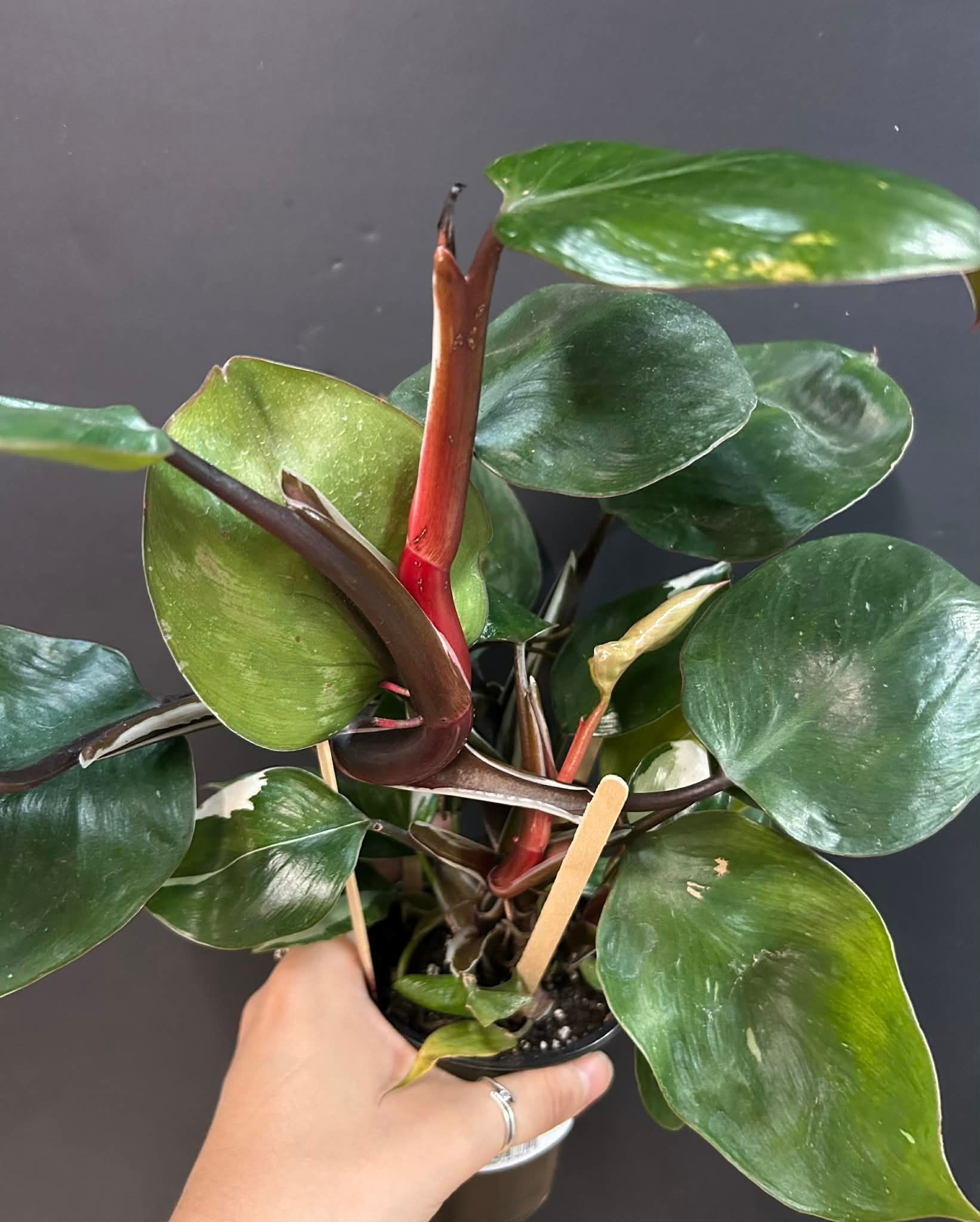 Magazoo Plante Philodendron Erubescens 'White Knight'