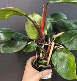 Magazoo Philodendron Erubescens 'White Knight' Plant