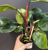 Magazoo Plante Philodendron Erubescens 'White Knight'
