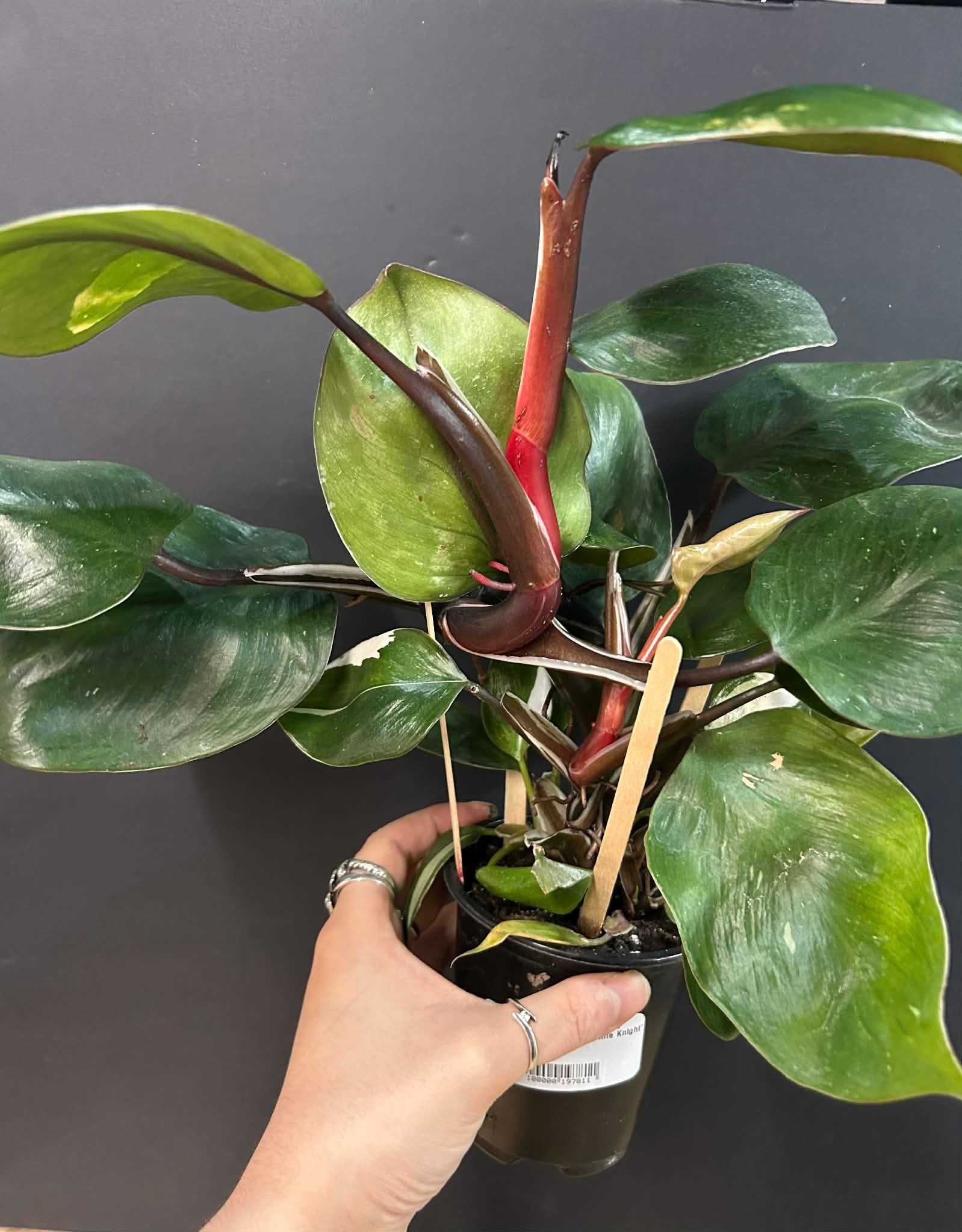 Magazoo Plante Philodendron Erubescens 'White Knight'