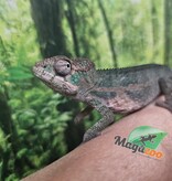 Magazoo Caméléon Panthère Ambilobe mâle février  2026