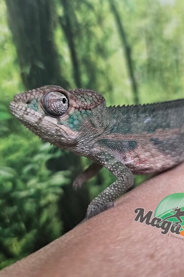 Magazoo Caméléon Panthère Ambilobe mâle février  2026