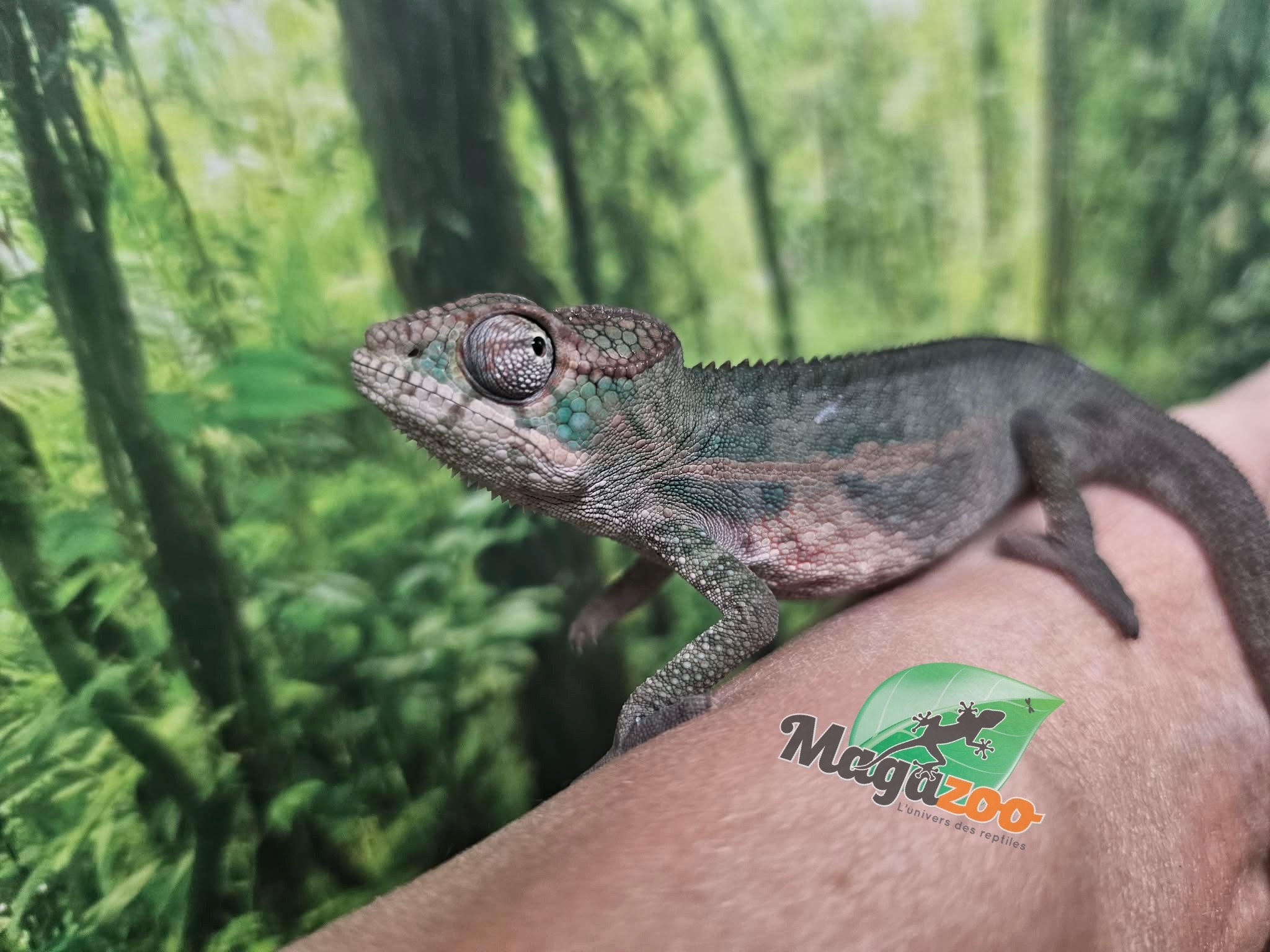 Magazoo Male Ambilobe Panther chameleon February 2026