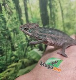Magazoo Caméléon Panthère Ambilobe mâle février  2026