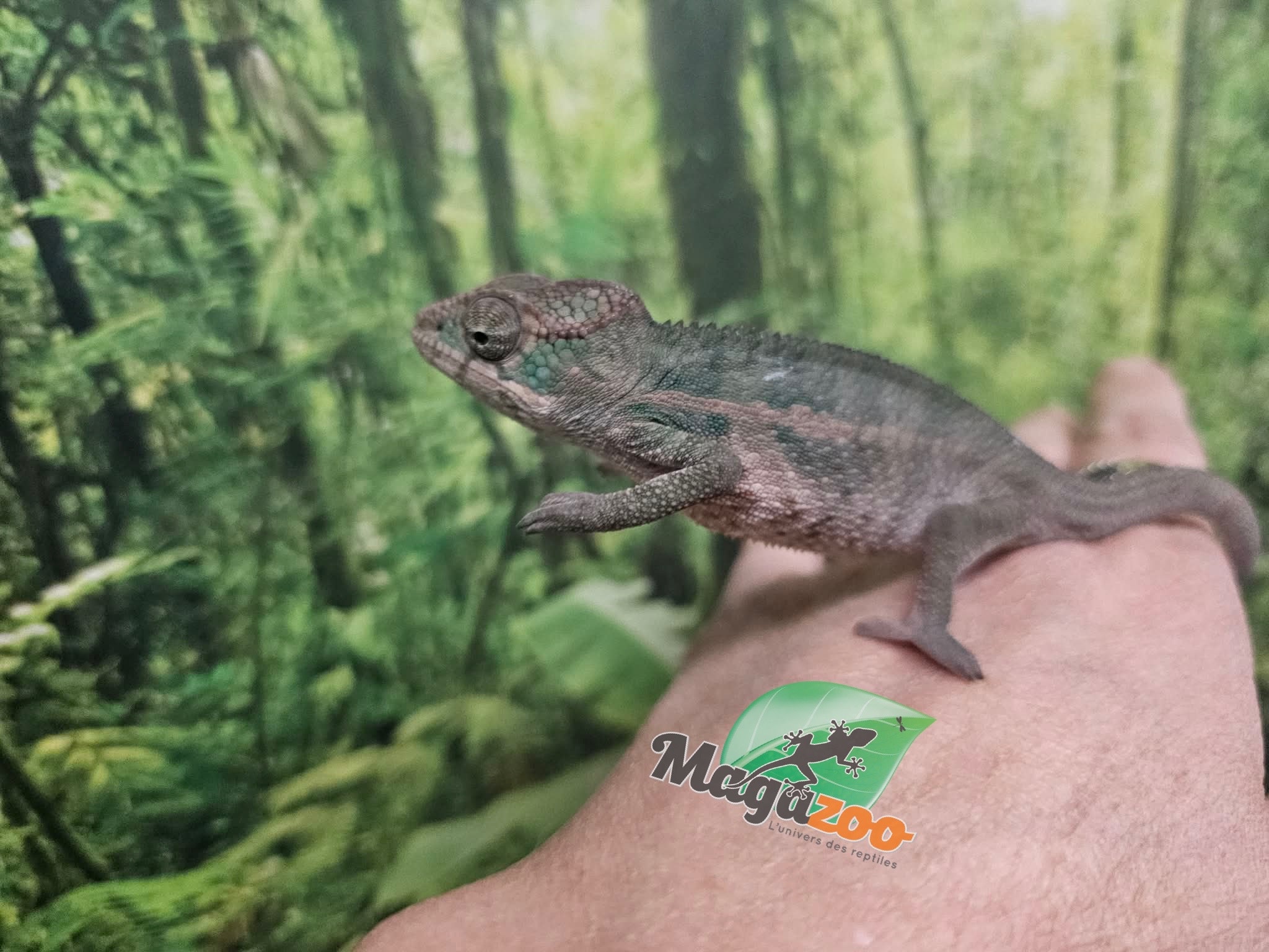 Magazoo Caméléon Panthère Ambilobe mâle février  2026