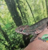 Magazoo Caméléon Panthère Ambilobe mâle février  2026