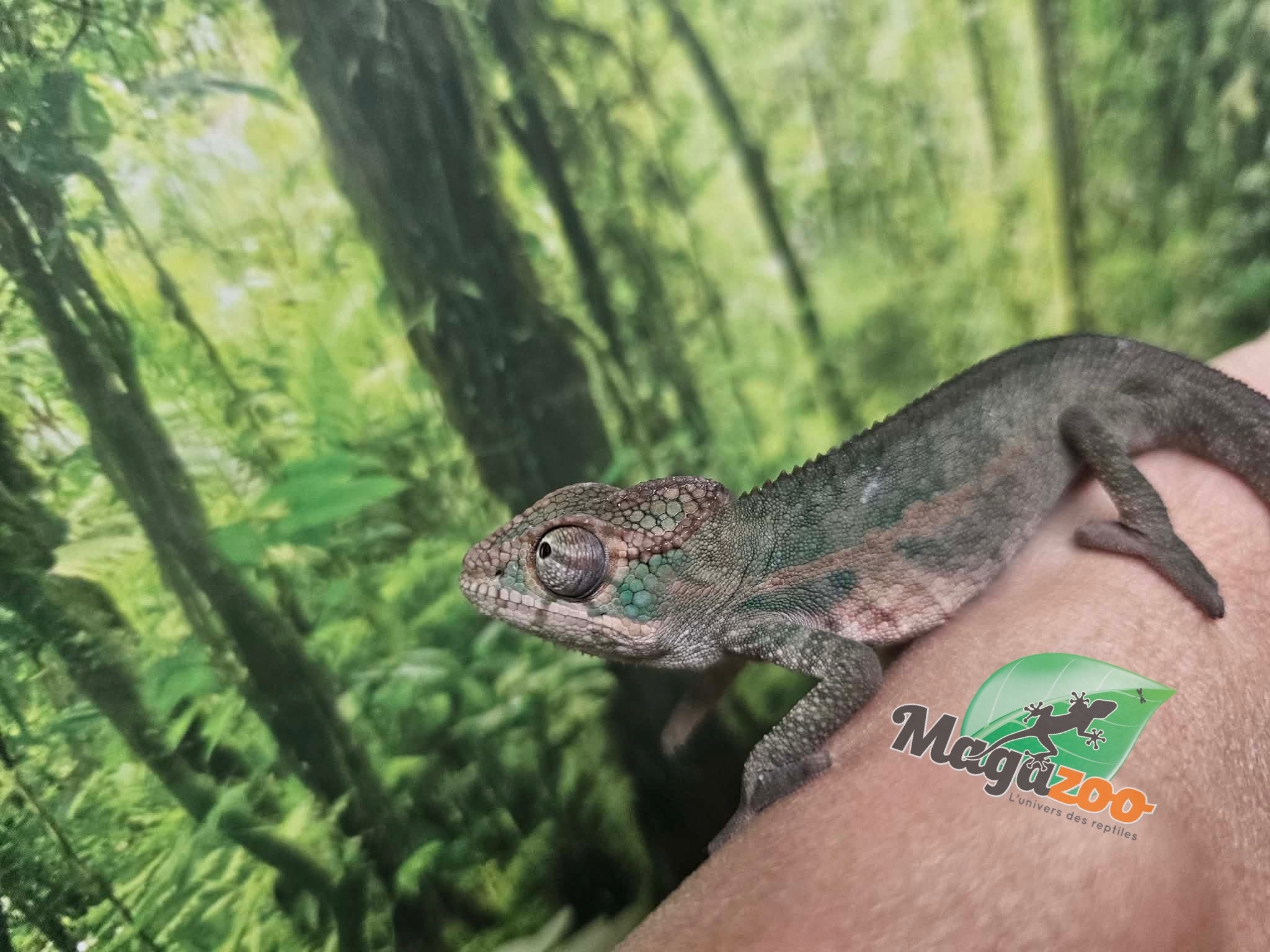 Magazoo Male Ambilobe Panther chameleon February 2026
