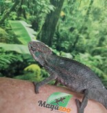 Magazoo Caméléon Panthère Ambilobe mâle février  2026