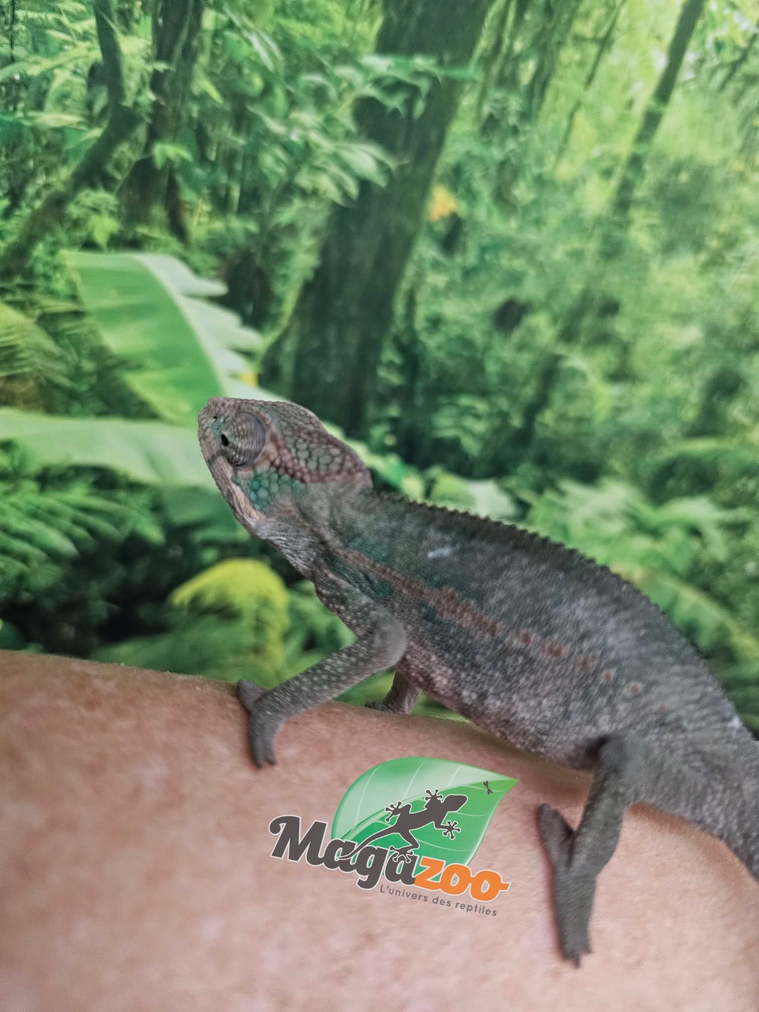 Magazoo Male Ambilobe Panther chameleon February 2026