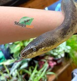 Magazoo Female Macklott python 9 years old