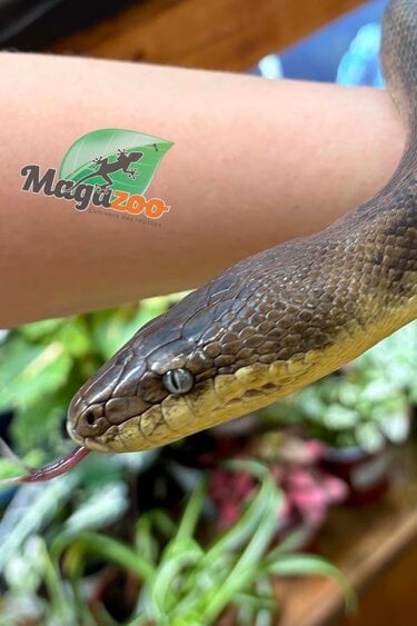 Magazoo Female Macklott python 9 years old
