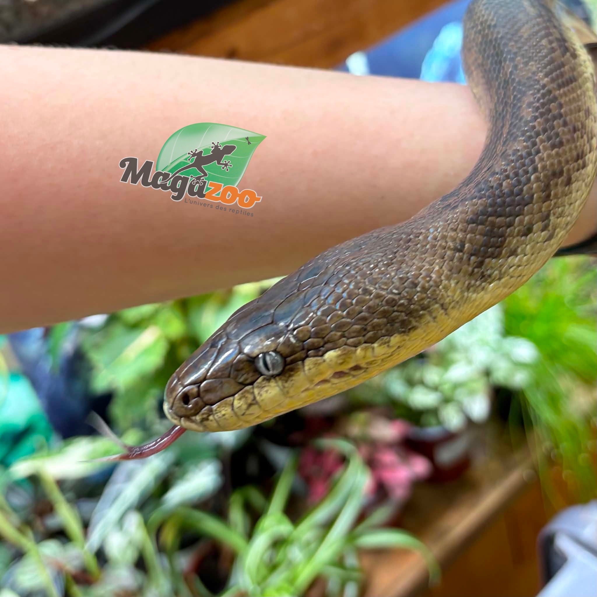 Magazoo Female Macklott python 9 years old
