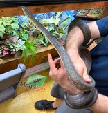 Magazoo Python Macklot 9 ans Femelle