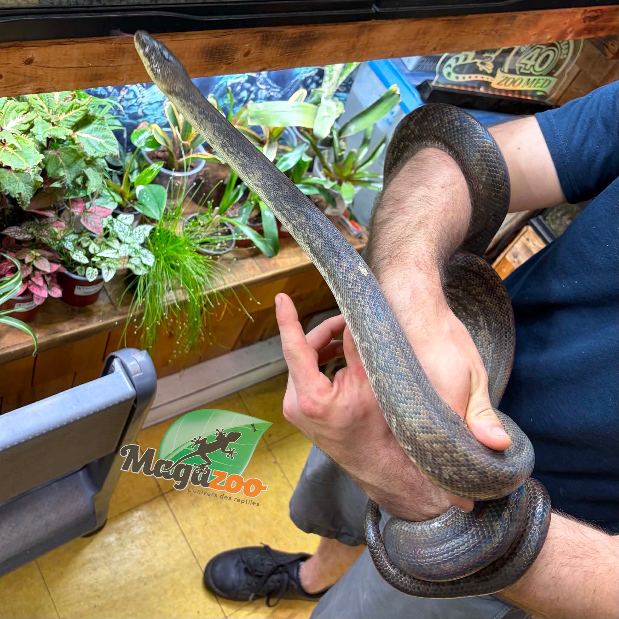Magazoo Python Macklot 9 ans Femelle