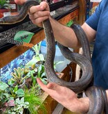 Magazoo Python Macklot 9 ans Femelle