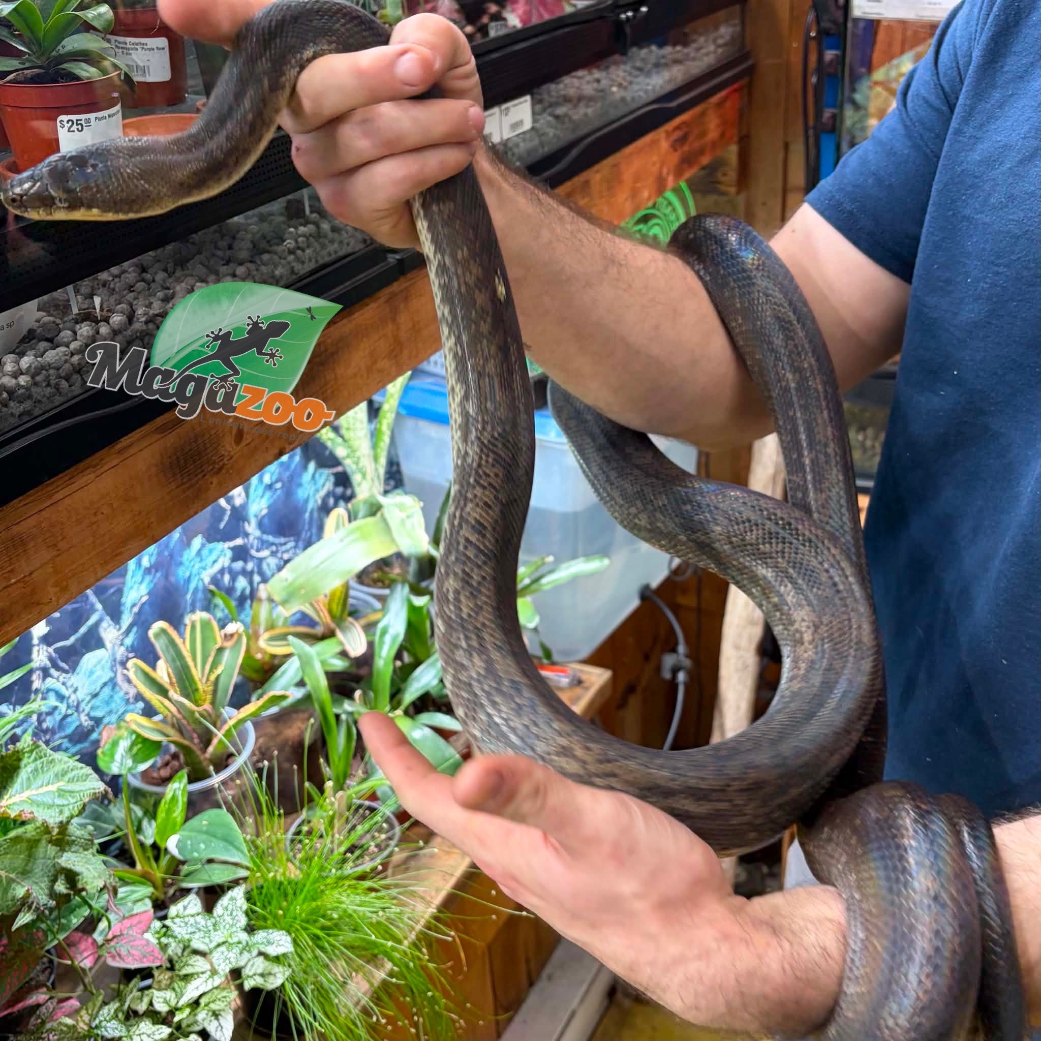 Magazoo Python Macklot 9 ans Femelle