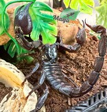 Magazoo Scorpion vietnamien (Heterometrus silenus)