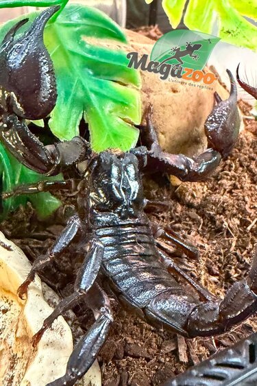 Magazoo Asian forest scorpion (Heterometrus silenus)