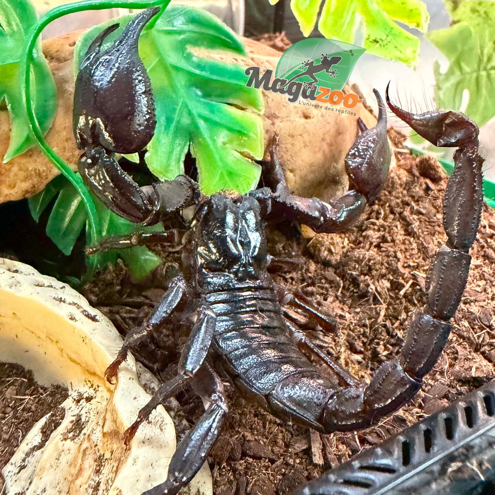Magazoo Scorpion vietnamien (Heterometrus silenus)