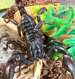 Magazoo Asian forest scorpion (Heterometrus silenus)