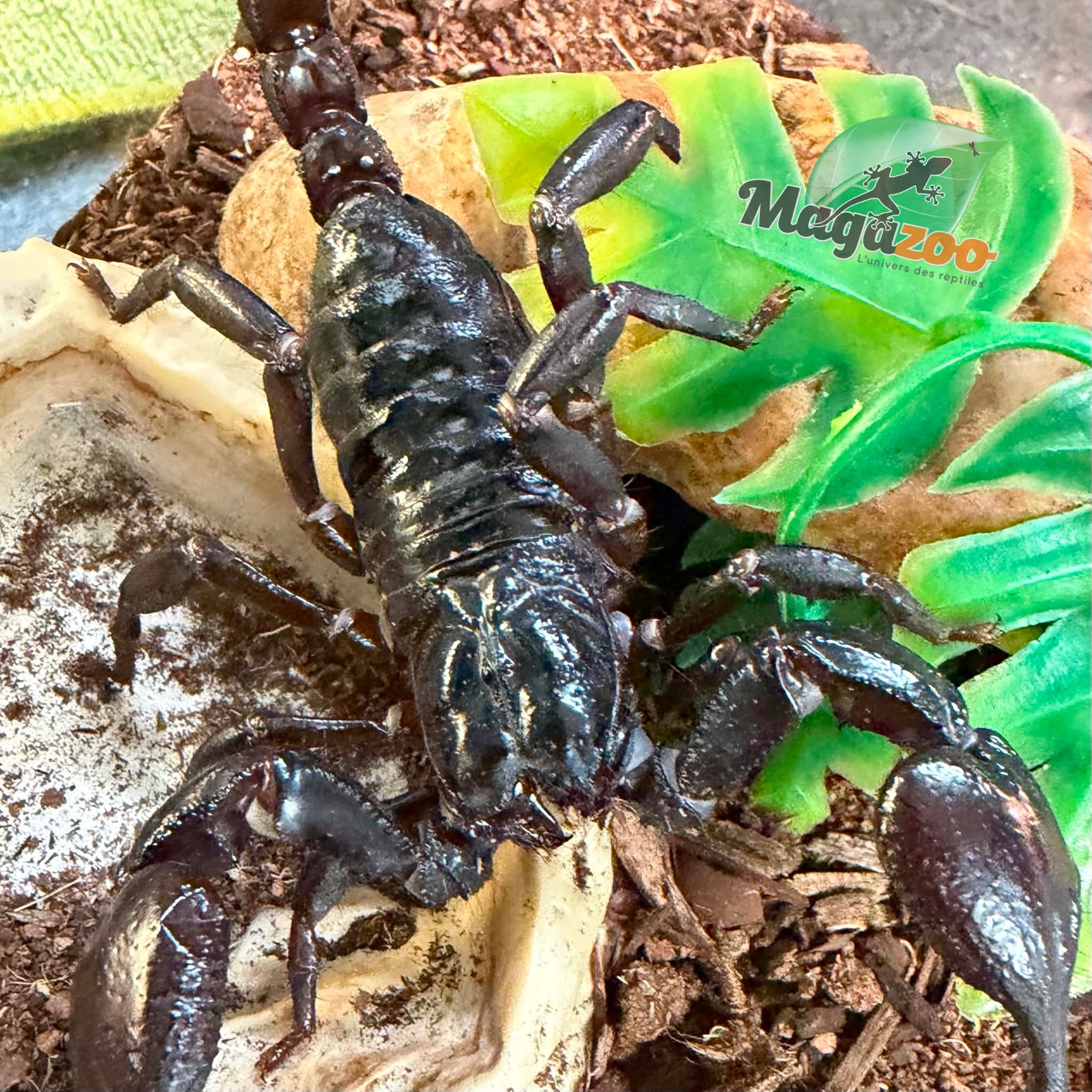 Magazoo Asian forest scorpion (Heterometrus silenus)