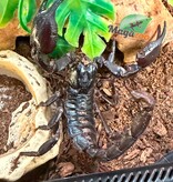 Magazoo Scorpion vietnamien (Heterometrus silenus)