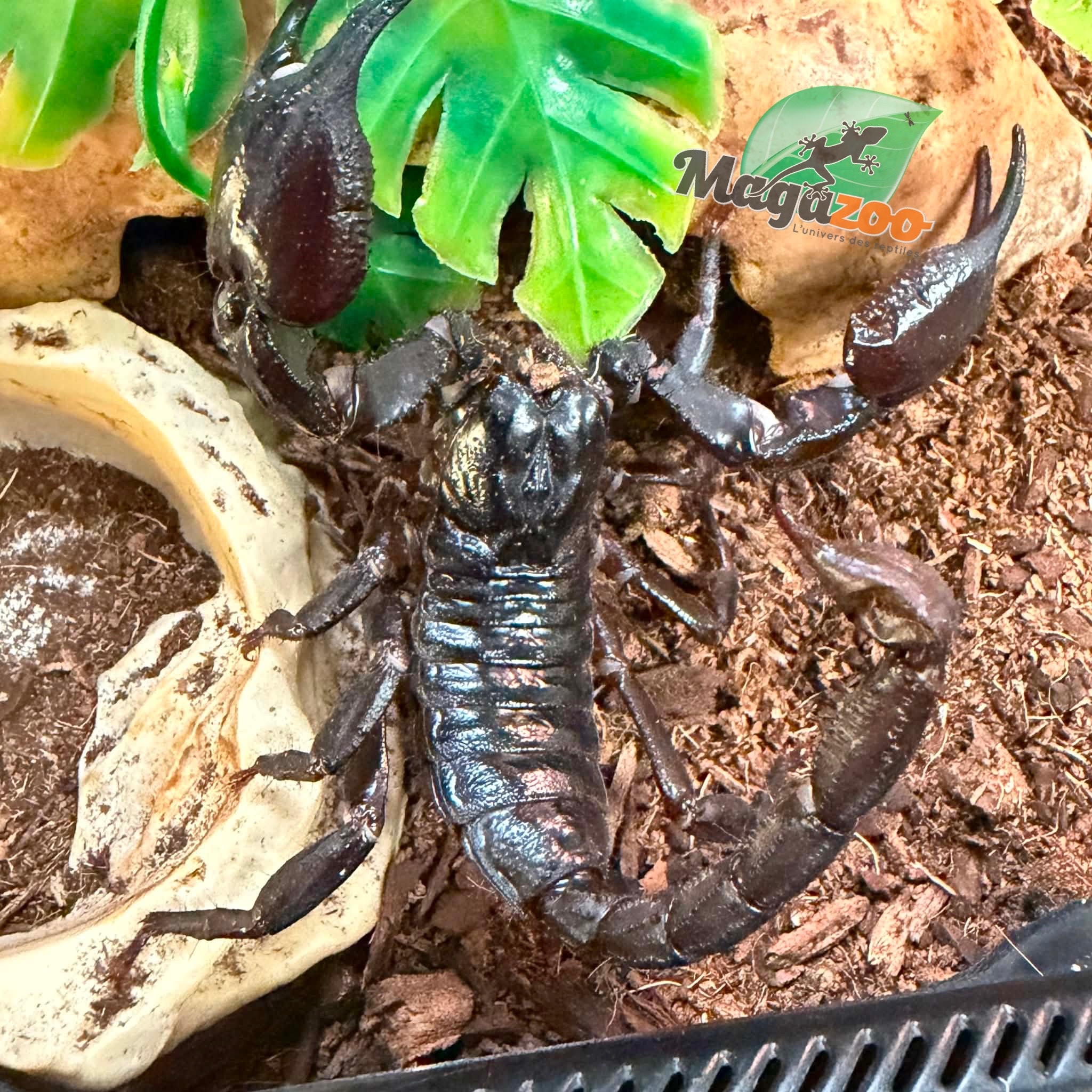 Magazoo Asian forest scorpion (Heterometrus silenus)