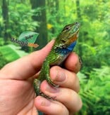 Magazoo Lézard Épineux Émeraude Mâle Adulte