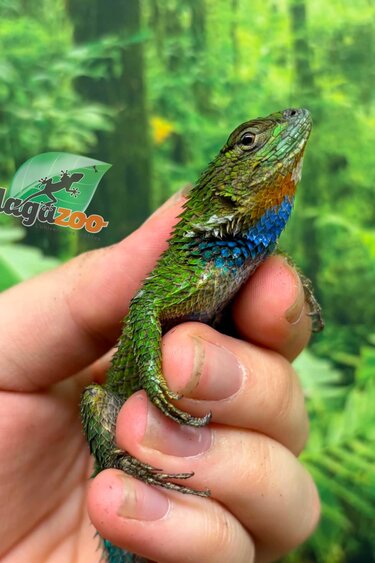 Magazoo Lézard Épineux Émeraude Mâle Adulte