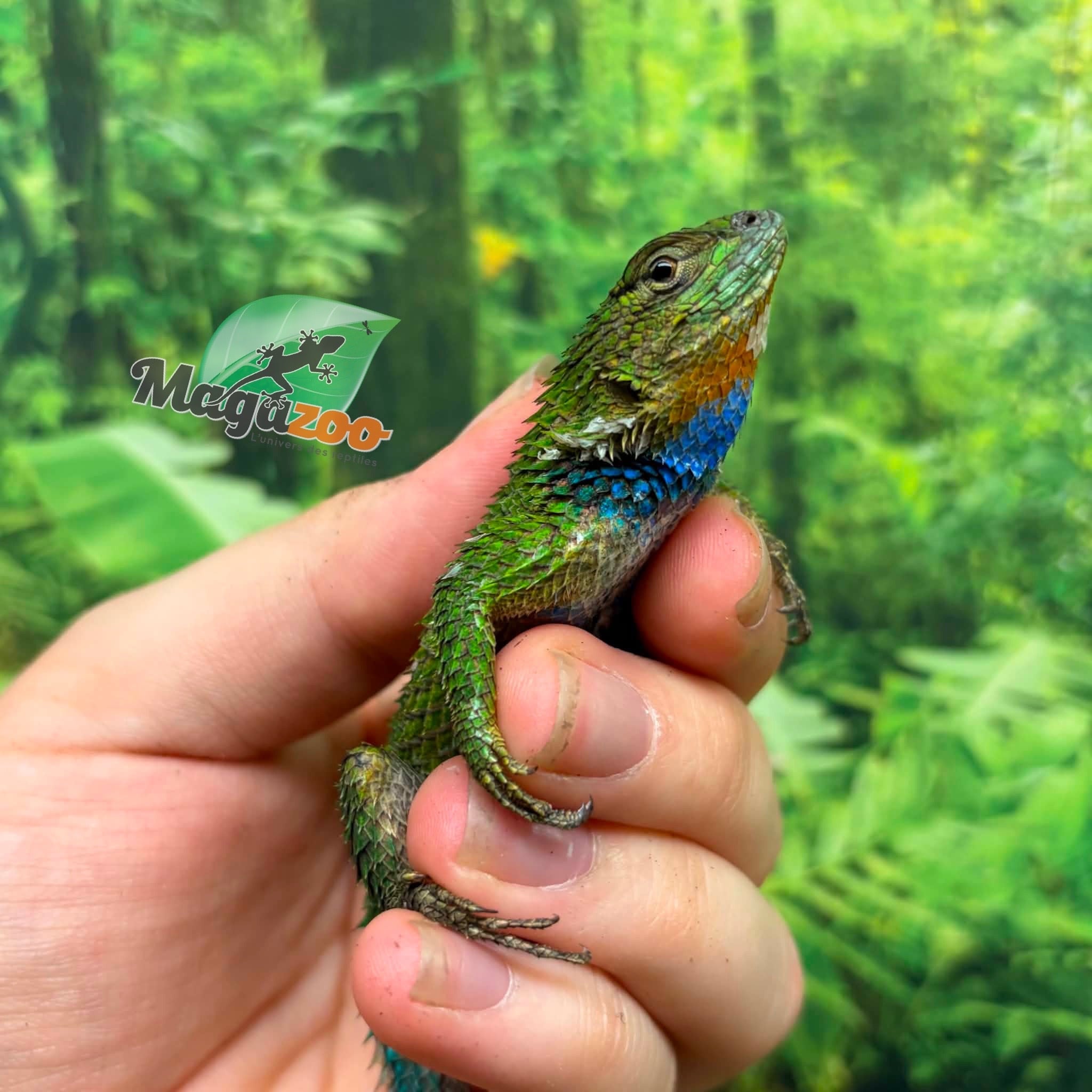 Magazoo Lézard Épineux Émeraude Mâle Adulte